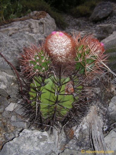 Image of plant Melocactus harlowii