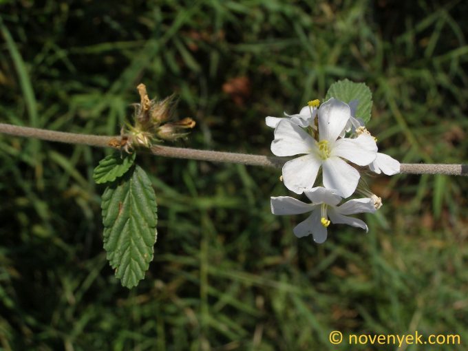 Image of plant Melochia corchorifolia