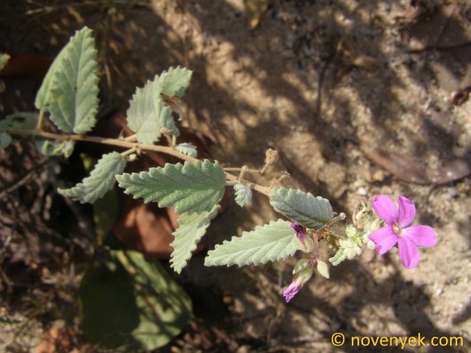 Image of plant Melochia tomentosa
