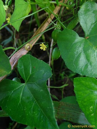 Image of plant Melothria pendula