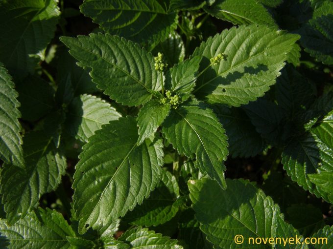 Image of plant Mercurialis annua