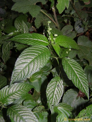 Image of plant Mercurialis leiocarpa