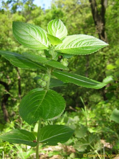 Image of plant Mercurialis ovata