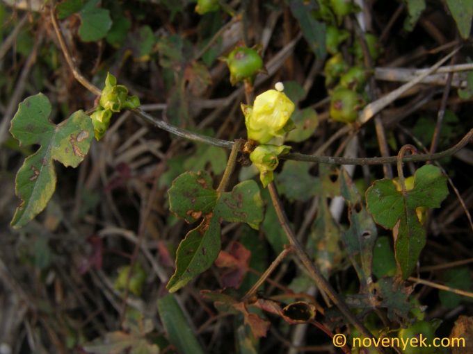 Image of plant Merremia hederacea