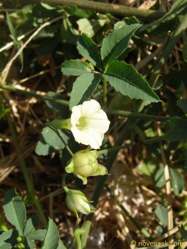 Image of plant Merremia quinquefolia