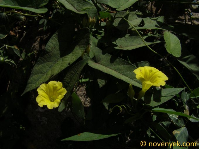 Image of plant Merremia umbellata
