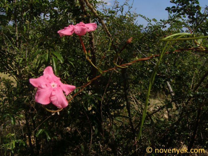 Image of plant Mesechites roseus