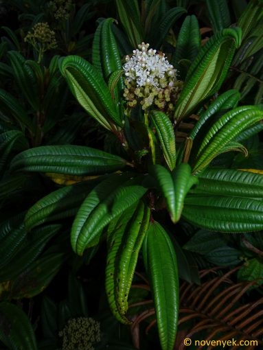 Image of plant Miconia coriacea