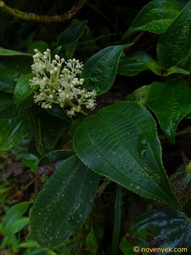 Image of plant Miconia globuliflora