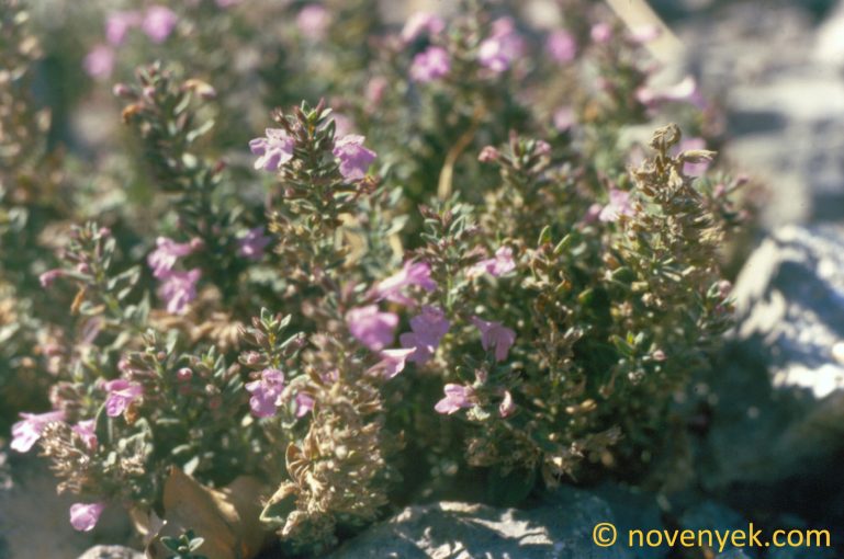 Image of plant Micromeria croatica