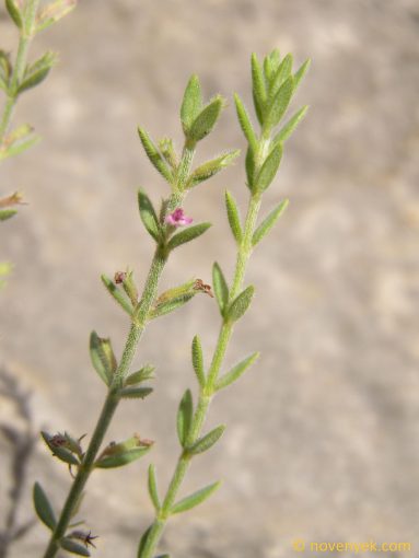 Image of plant Micromeria graeca