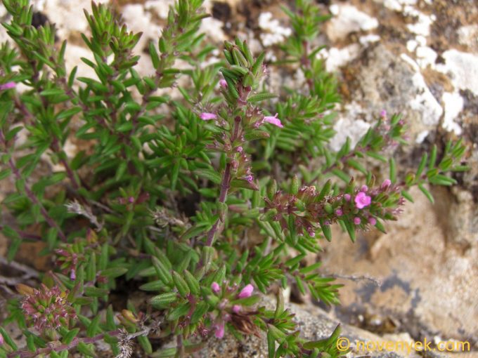 Image of plant Micromeria tenuis
