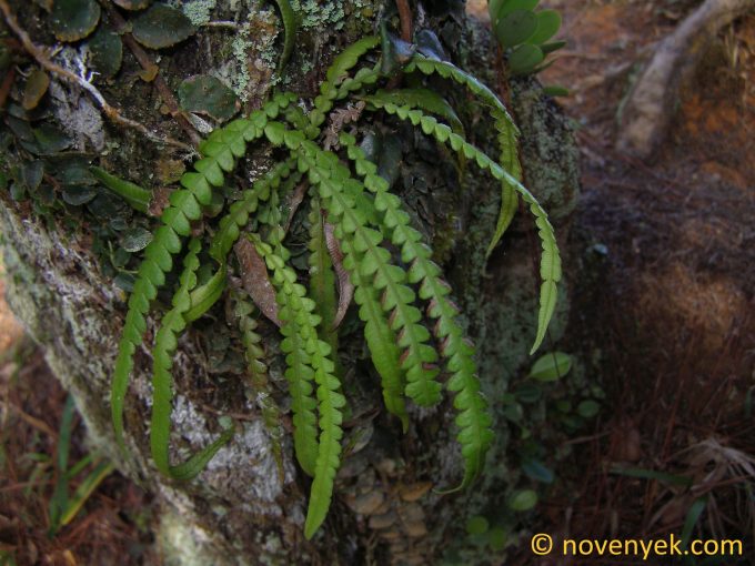 Image of plant Micropolypodium sherringii