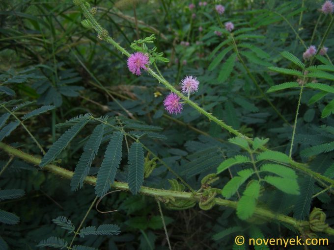 Image of plant Mimosa diplotricha