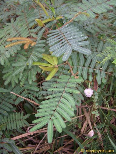 Image of plant Mimosa pigra