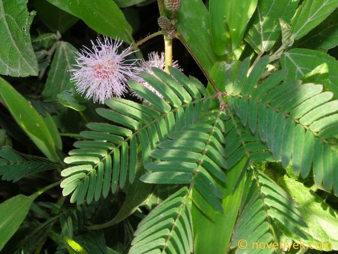 Image of plant Mimosa pudica