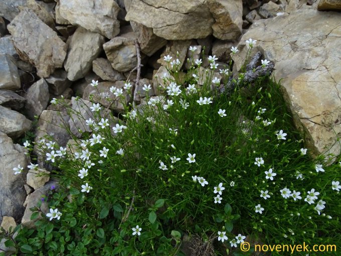 Image of plant Minuartia austriaca