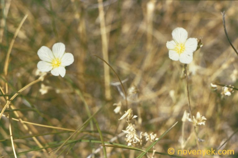 Image of plant Minuartia capillacea