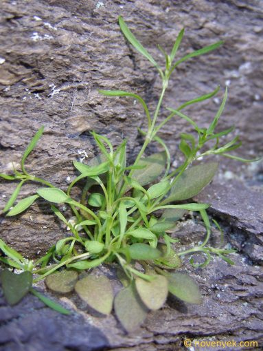 Image of plant Moehringia diversifolia