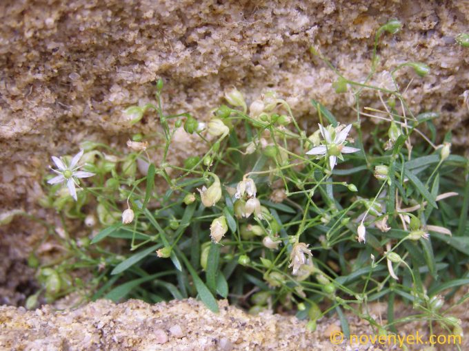 Image of plant Moehringia grisebachii
