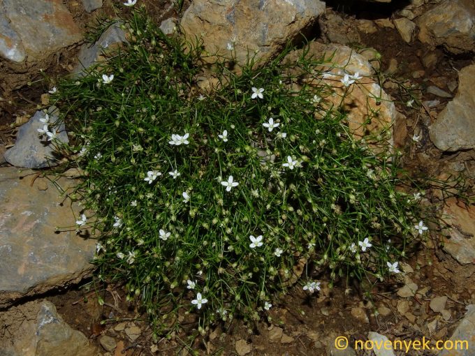 Image of plant Moehringia muscosa