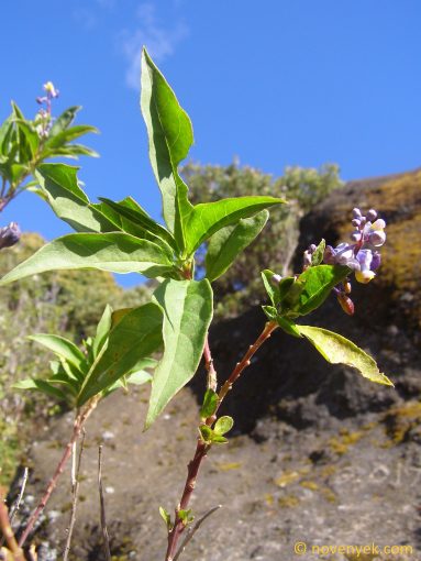 Image of plant Monnina xalapensis