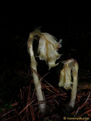 Image of plant Monotropa hypopitys