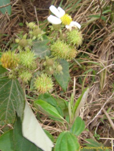 Image of plant Montanoa guatemalensis