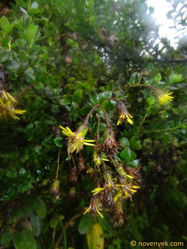 Image of plant Monticalia arbutifolia