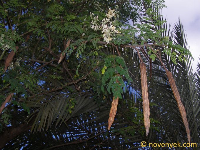 Image of plant Moringa oleifera
