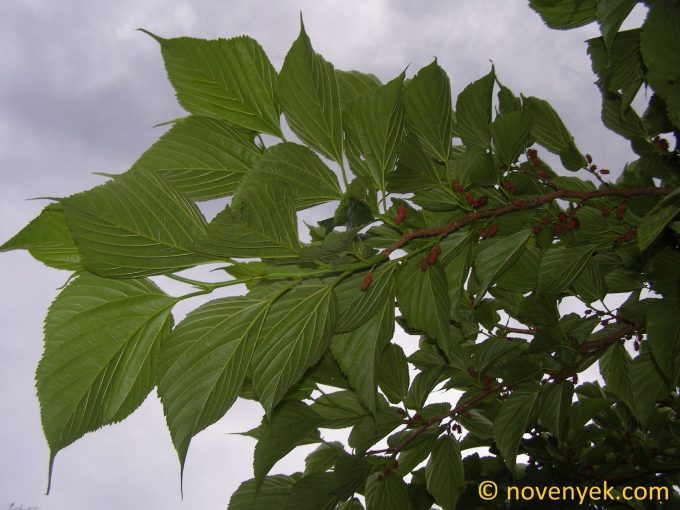 Image of plant Morus rubra