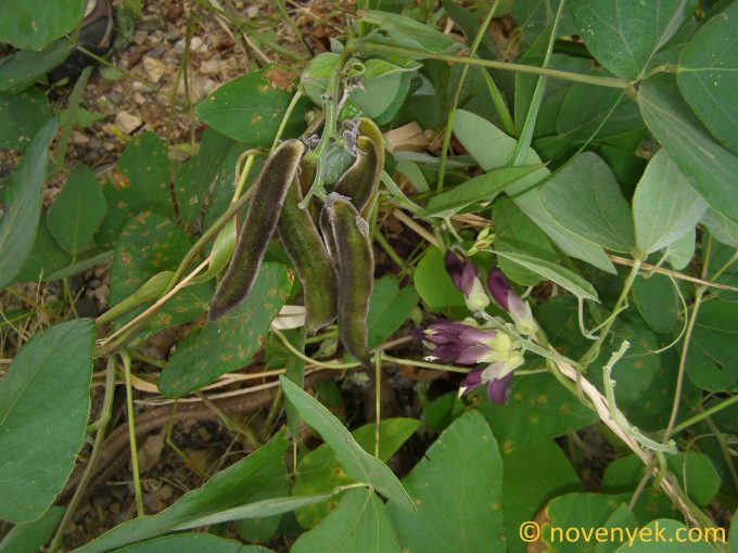 Image of plant Mucuna pruriens