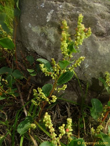 Image of plant Muehlenbeckia tiliifolia