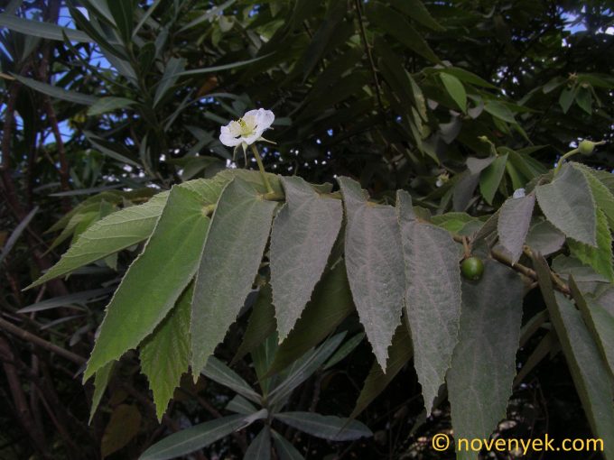Image of plant Muntingia calabura