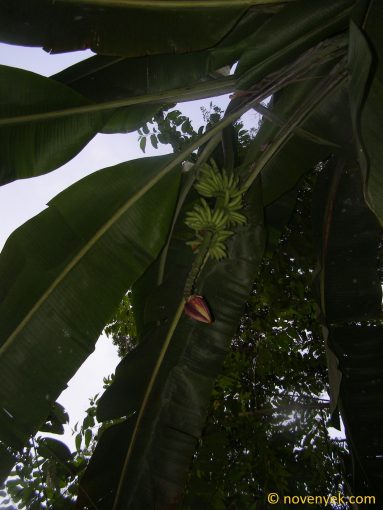 Image of plant Musa balbisiana
