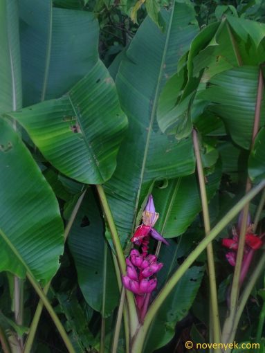 Image of plant Musa velutina