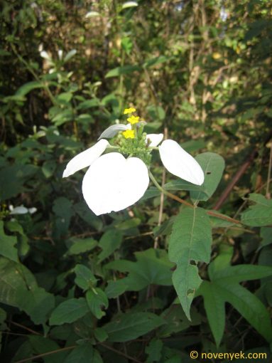 Image of plant Mussaenda sanderiana