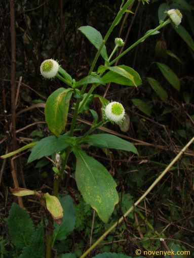 Image of plant Myriactis nepalensis