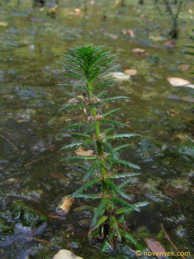 Image of plant Myriophyllum heterophyllum