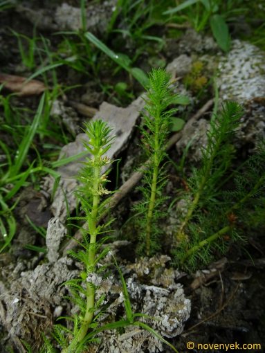 Image of plant Myriophyllum verticillatum