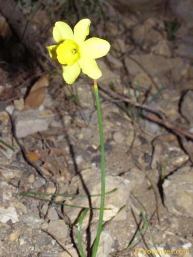 Image of plant Narcissus assoanus