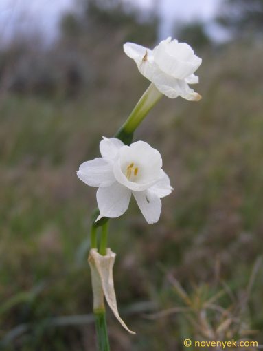 Image of plant Narcissus dubius