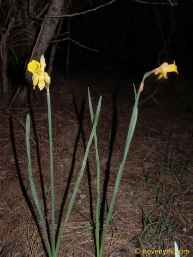 Image of plant Narcissus hispanicus