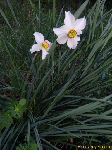 Image of plant Narcissus poeticus
