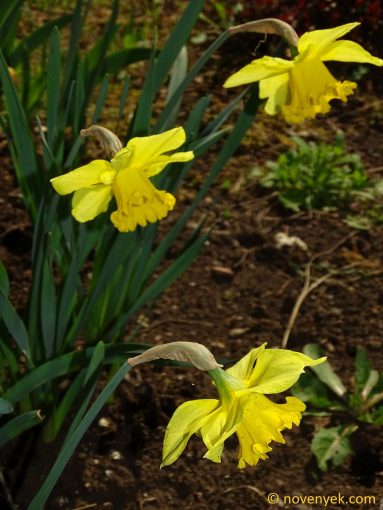Image of plant Narcissus pseudonarcissus