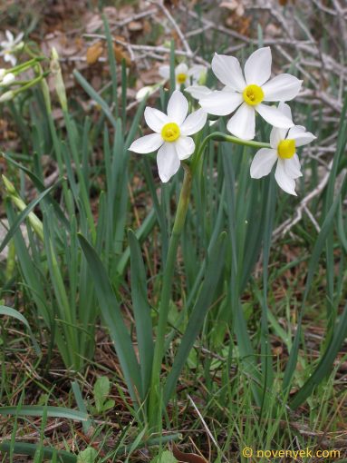 Image of plant Narcissus tazetta