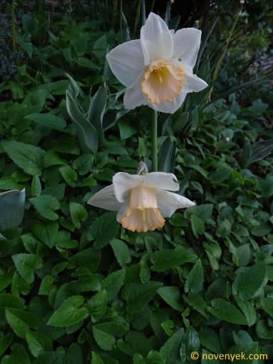 Image of plant Narcissus x incomparabilis