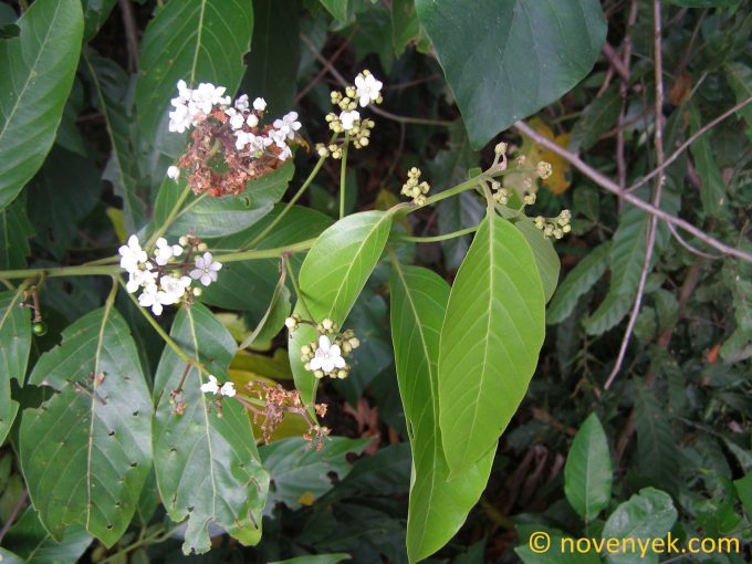 Image of plant Nectandra lineata