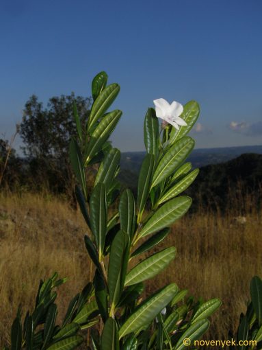 Image of plant Neobracea valenzuelana
