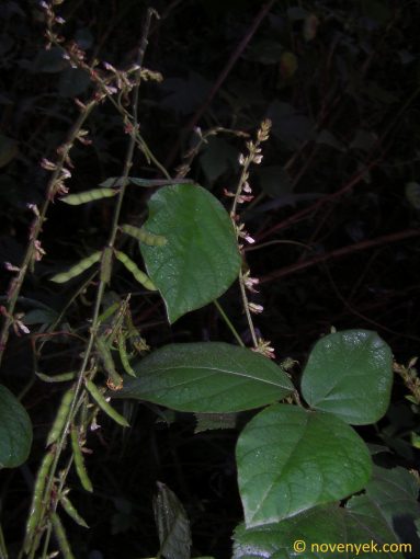 Image of plant Neonotonia wightii